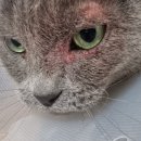 율하 위드동물병원 이미지