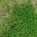 제초제 살포 이미지