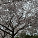 태평사 | 나주 태평사 벚꽃길 힐링하고 왔어요 ~ 벚꽃사진 찍기좋은곳 아이들과 가기좋은 나주