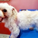 바르다펫 대전점 이미지