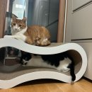 두잇디자인연구소 | 고양이 스크래쳐 추천 1탄 :: 두잇 피넛 보드🥜 솔직후기