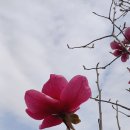 팰릭스