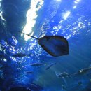 아쿠아리움 이미지