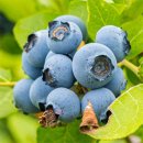 아란 농장 이미지