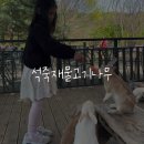 헤이리 카페 / 아기토끼 보고, 목각인형도 색칠하고! 석죽재물고기나무