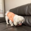 댕댕로망스 이미지