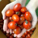 토마토 이미지