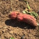 참빛농장 이미지