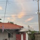 남촌한방백숙 이미지