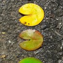 금국2농장 이미지