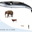 고래등 이미지