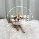 늘, 이쁘개 | 안산애견미용 말티푸곰돌이컷 말티푸미용 후기