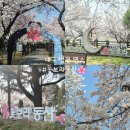 대구광역시 청사 | [공지] 대구 꽃보라동산 벚꽃 (3/28)실시간 개화상태 주차