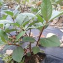 관정목장 이미지