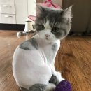 달진상회(살롱드캣) 이미지