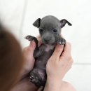 플랜멍 강아지분양 포항점 | 포항애견분양 도움되는 미유펫 후기