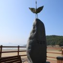 학암포 해당화 이미지