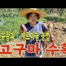 고구마 농사 대박!! 비법은 역시 유황과 게르마늄 농법입니다.sweet potato harvest 이미지