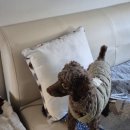 멍발머리 이미지