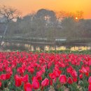 사복노을근린공원 | 전주 근교 익산 가볼만한 곳 튤립이 만개한 신흥저수지(+신흥공원 유아숲)