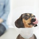 한결동물병원 이미지