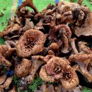 선문염송설화 이미지