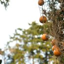 하늘타리 이미지