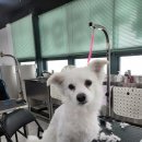 애견매니저 이미지