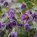 강청식당 이미지