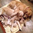 FAMILY DOG 이미지