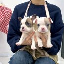 강아지분양 마이댕냥 일산점 이미지