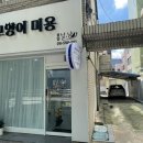 봄날냥 이미지