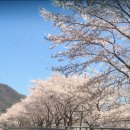 시골집풀꽃이야기