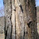 참중나무 이미지