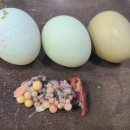 대장군농장 이미지