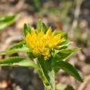 야생화편지 이미지