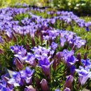 함박꽃웃음 붓꽃마을 이미지