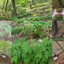 강림면351 이미지