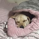 개폼난다 이미지