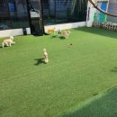 멍멍아 산책가자 이미지