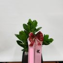 승진축하 화분(크루시아) - 경산꽃집 경산꽃배달 사동그린꽃 이미지