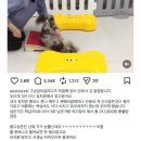 메리펫 애견유치원 이미지