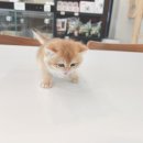 대전고양이분양 루나캣 이미지