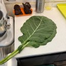 냥냥이네 | 그냥그냥살다보니냥냥이가됨