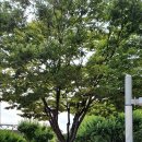 배내골참민물장어 이미지