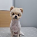 얼바인 동물병원 이미지