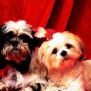 행복한강아지 이미지