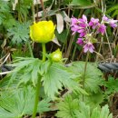 식물도감 이미지