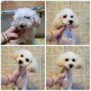 오도꾸 애견샵 이미지