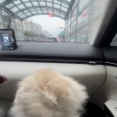 몽 그루밍 이미지